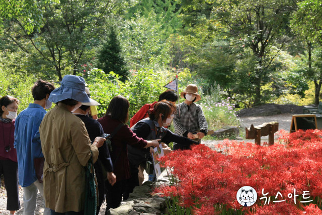 신구대학교식물원, 9월 18일까지 가을 식물 전시 ‘꽃무릇 산책’ 개최